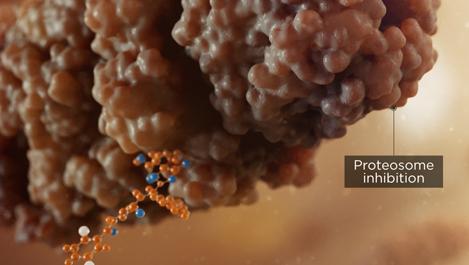 NINLARO® inhibits proteasomes, leading to a build up of proteins and cell death.