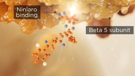 NINLARO® binding to Beta 5 subunit.