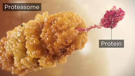 Proteasome attached to a protein targeted for degradation.